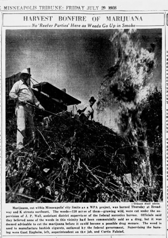 Harvest Bonfire of Marijuana -